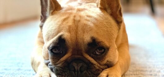 Texts from My French Bulldog: If He Could Message Me, This Is What I’d Get