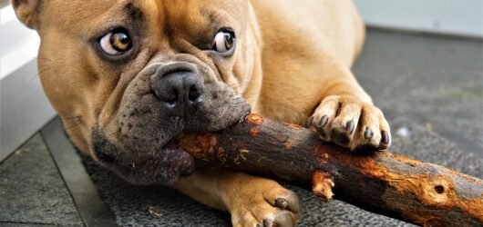 Toys I Bought vs. The Sock They Actually Play With