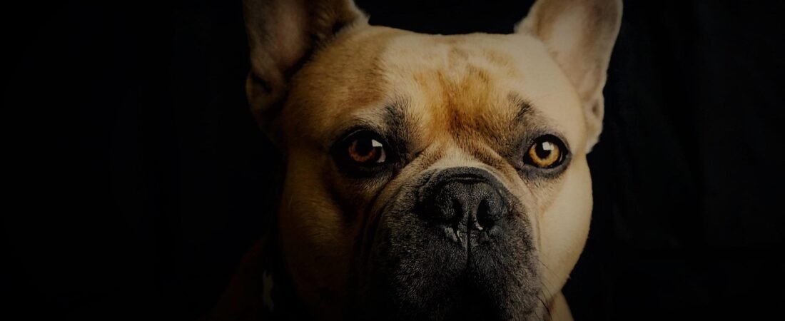 French Bulldog vs. Common Sense: Who Wins?
