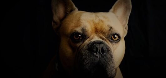 French Bulldog vs. Common Sense: Who Wins?